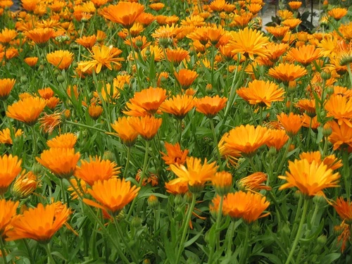 Oranje de kleur van Nederland, boeketcadeau.nl